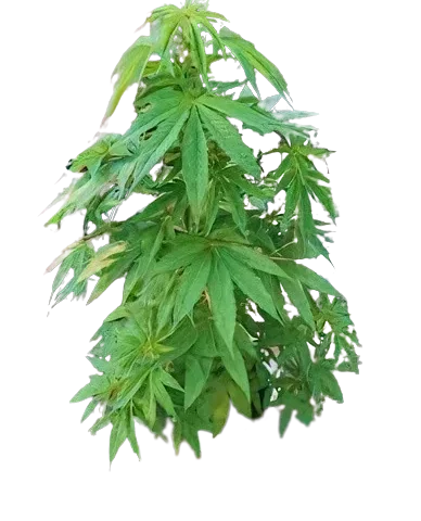 Sugar Mama Cannabis Seeds