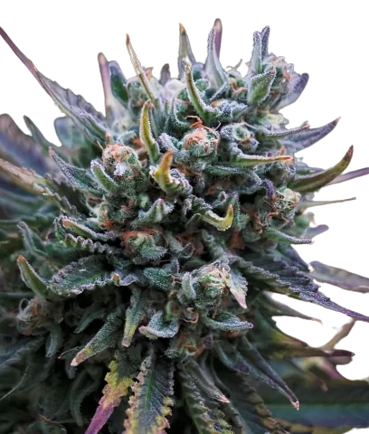 Supergirl Cannabis Seeds