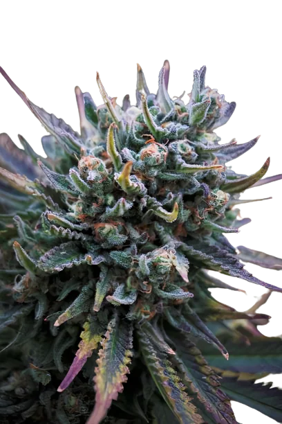 Supergirl Cannabis Seeds