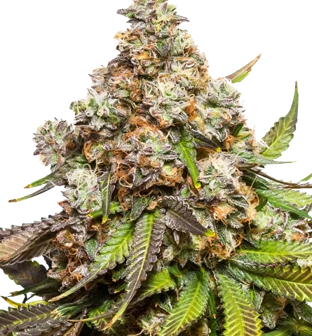 Sweet Pebbles Cannabis Seeds