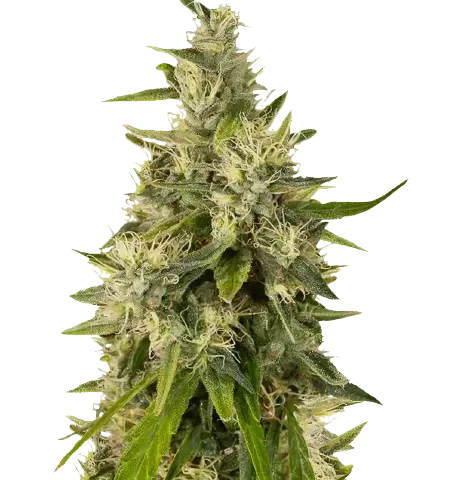 Sweet and Sour Widow CBD Cannabis Seeds