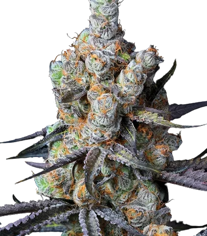 Tahoe Hydro OG Cannabis Seeds