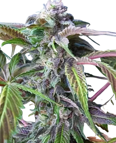 The Truth Cannabis Seeds