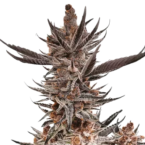 Tropicana Cookies Purple Cannabis Seeds
