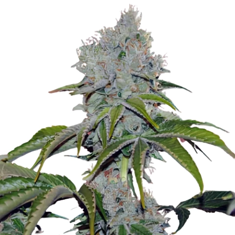 Vader OG Cannabis Seeds