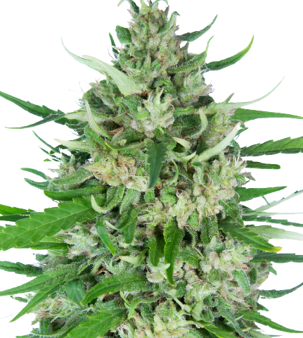 Valentine X CBD Cannabis Seeds