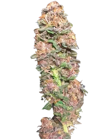 Vanilla Kush Cannabis Seeds