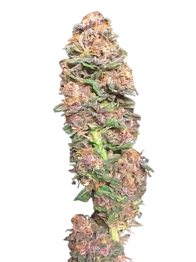 Vanilla Kush Cannabis Seeds