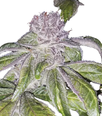 Whitaker Blues Cannabis Seeds