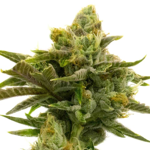 Wild Hog Cannabis Seeds