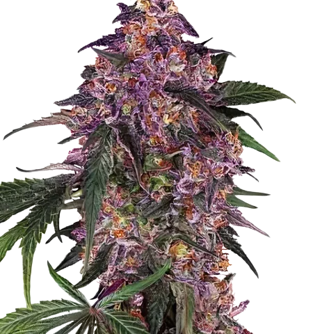Woody Kush Cannabis Seeds