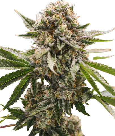 X-Wing Cannabis Seeds