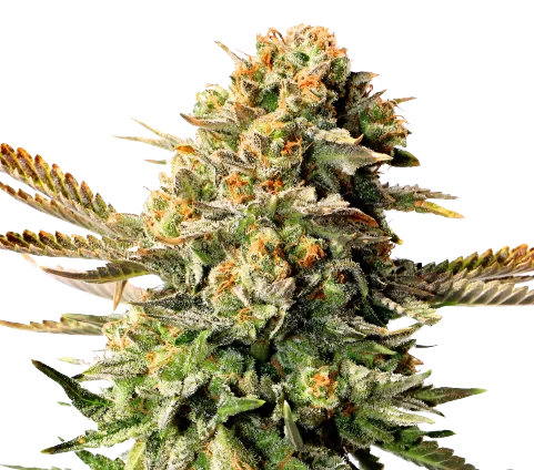 XXX OG Cannabis Seeds