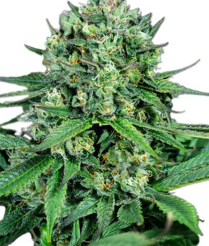 Zen CBD Cannabis Seeds