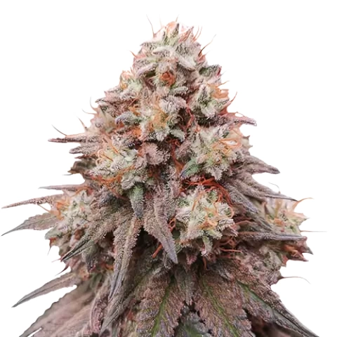 Rainbow Glue Cannabis Seeds