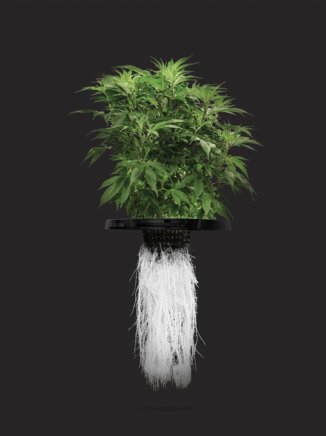 Growing Cannabis with Aeroponics