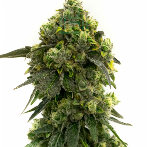 Alien Technology Cannabis Seeds