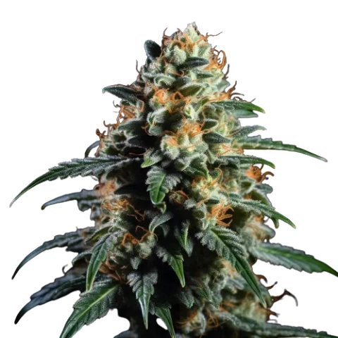 Ancient OG Cannabis Seeds