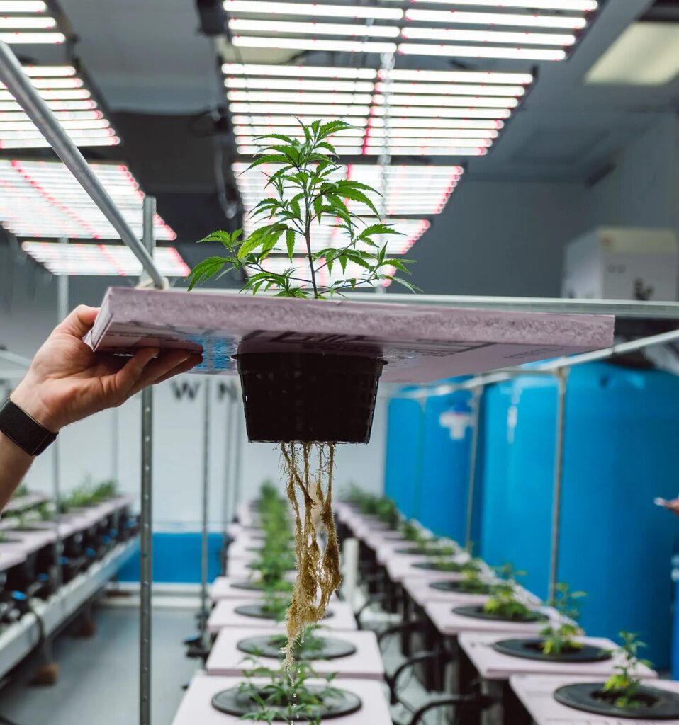 Growing Cannabis with Aquaponics