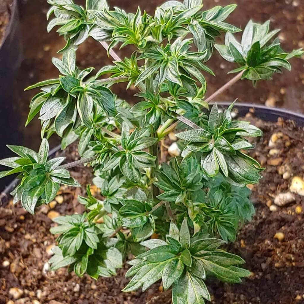 Australian Bastard Cannabis