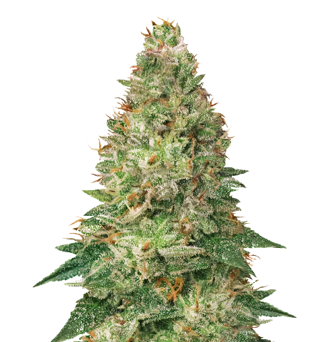 Avalon Cannabis seeds