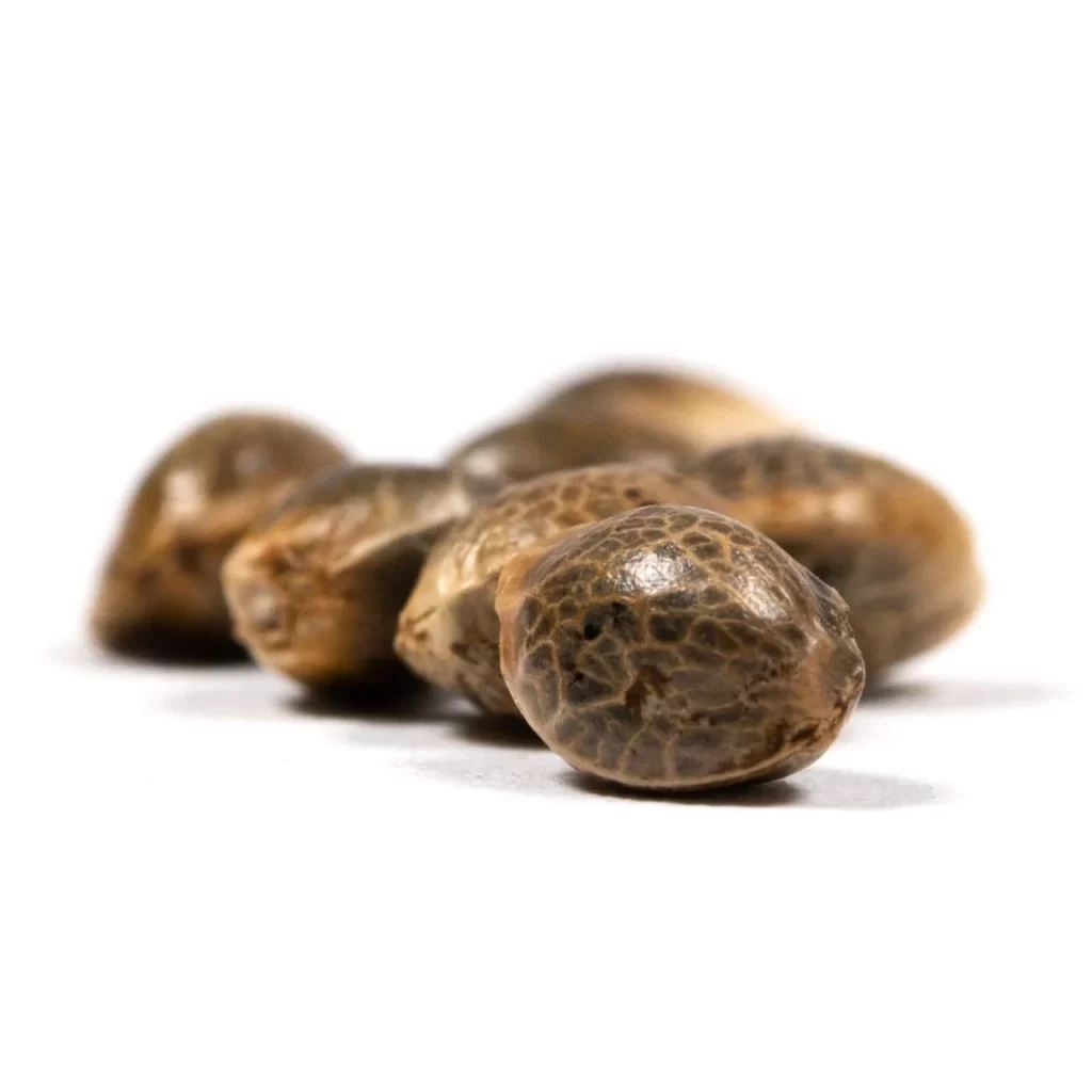 Badazz Cheese Cannabis Seeds seeds1