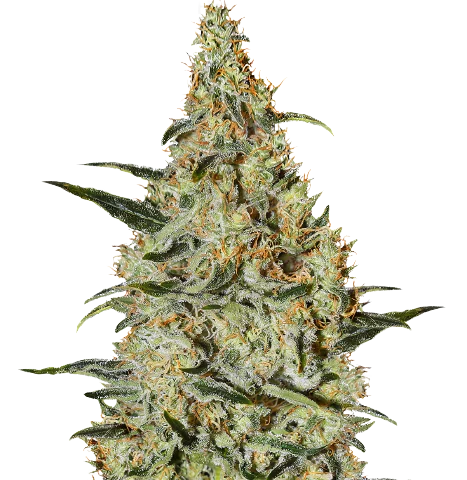 Bakerstreet Cannabis Seeds