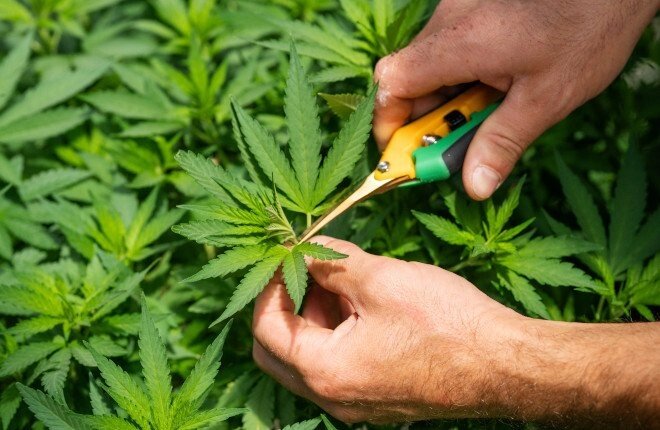 Beyond Pruning and Training