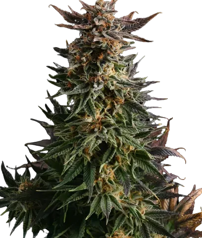 Big Band Cannabis seeds