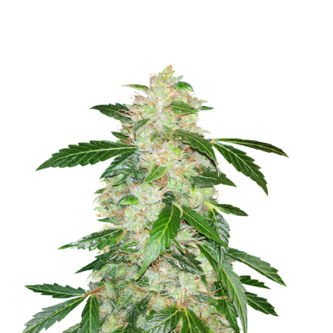 Big Bang Cannabis Seeds