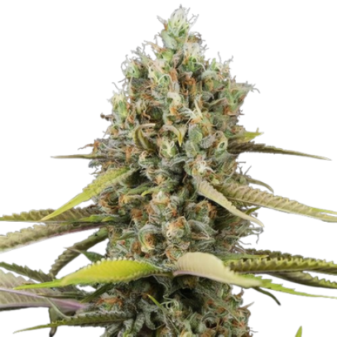 Blue Buddha Cannabis Seeds