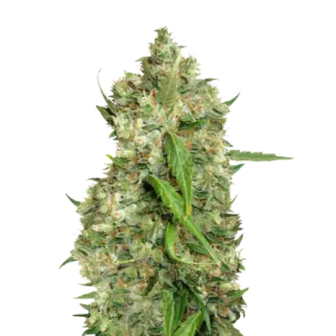 Bubba Tom Hayes cannabis seeds