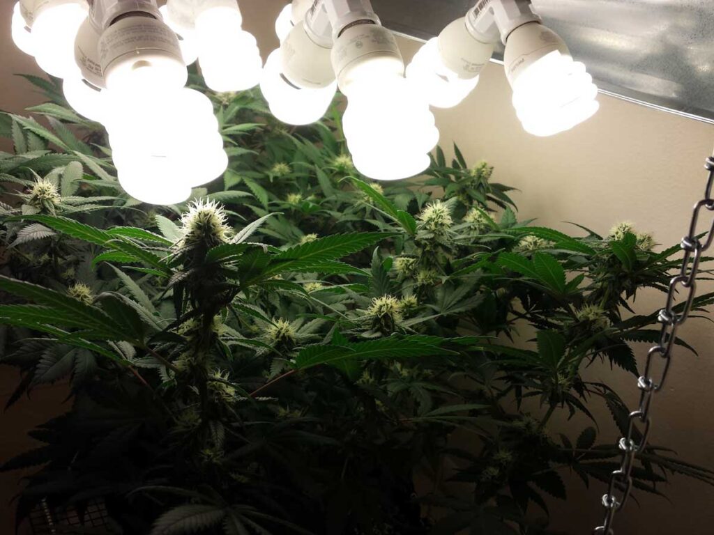CFLs