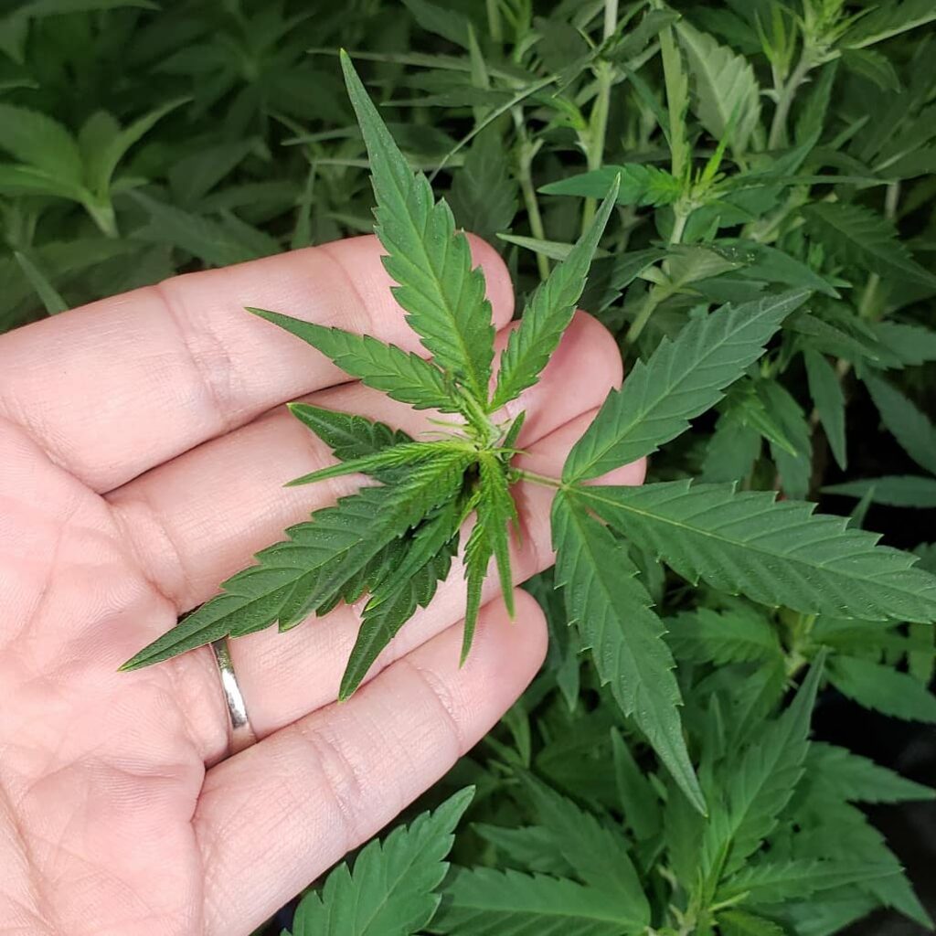 Cannabis leaf