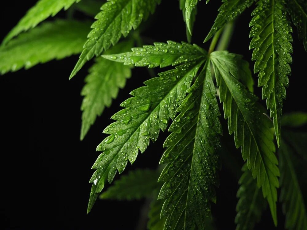 Cannabis and water drops