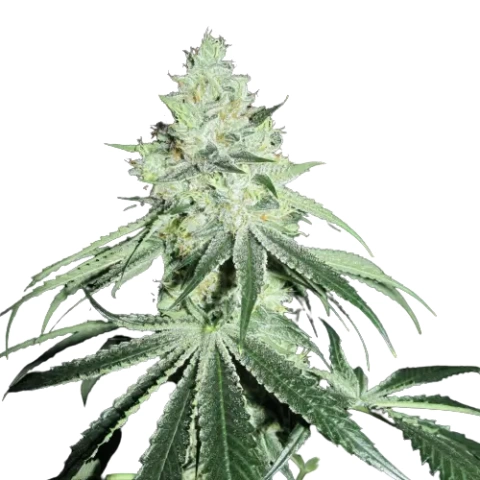 Casper OG Cannabis Seeds