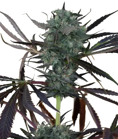 Chem D.O.G. Cannabis Seeds