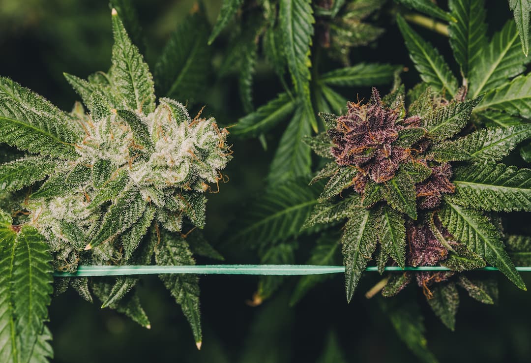 Chronicles Cannabist