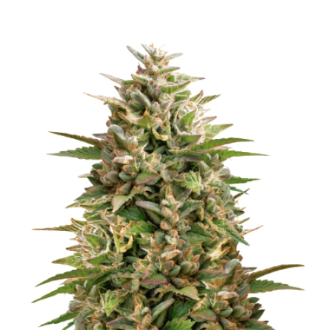 Colorado Clementines Cannabis Seeds