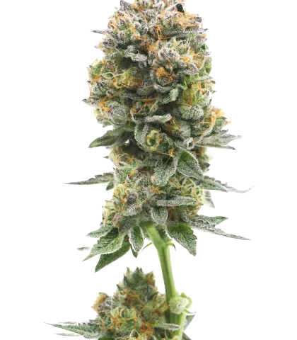Iron Triangle Cannabis Seeds
