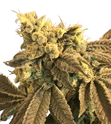 Cowboy Kush Cannabis Seeds