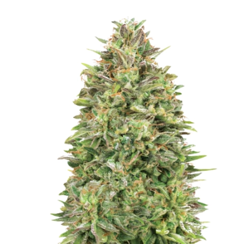 Cracker Jack Cannabis Seeds
