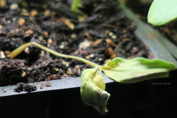 Damping Off Cannabis 