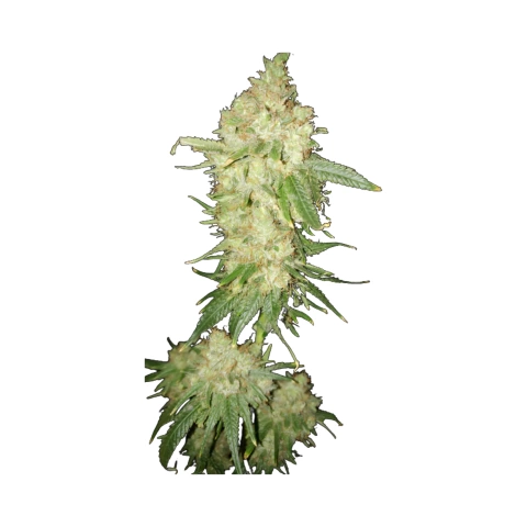 Deadwood Cannabis Seeds