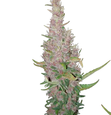 Deep Purple Cannabis Seeds