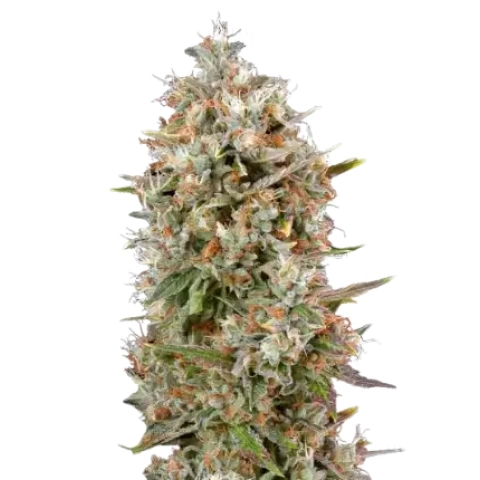 Dinachem Cannabis Seeds