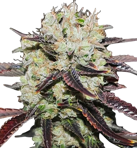 Domino Cannabis Seeds