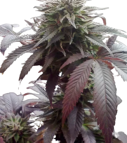 Durga Mata Cannabis Seeds