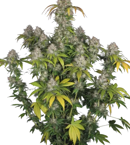 Dutch Kush Cannabis Seeds