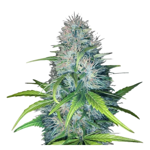 Early Miss Cannabis Seeds